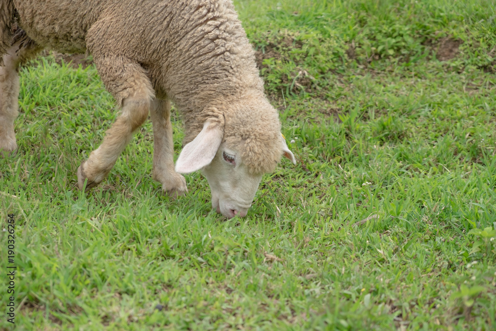 Sheep eating grass on the mountain. Sheep eating grass on the mountain.