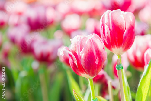 Tulip flower. Beautiful tulips in tulip field with green leaf background at winter or spring day. broken tulip.