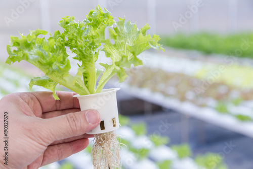Photos Hydroponics greenhouse