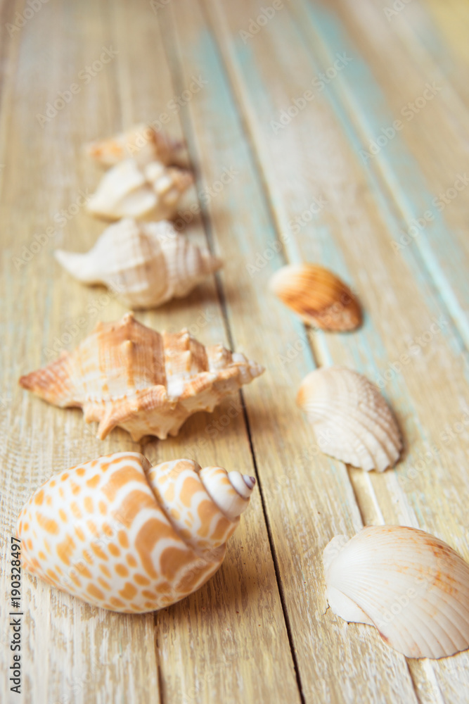 Seashells on a wooden background. Collection of seashels