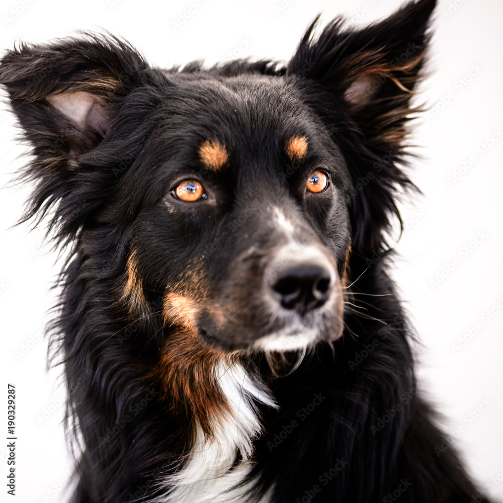 Black and hotsell tan australian shepherd