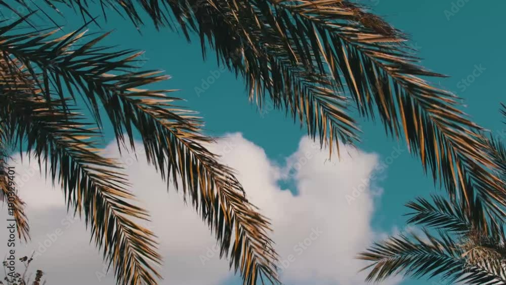 time lapse of palm tree leaves in wind time lapse of palm tree leaves in wind