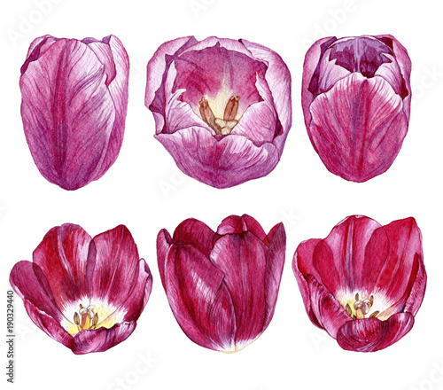 Hand drawn watercolor buds of tulips on white background