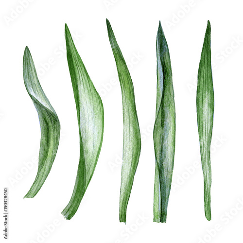 Hand drawn watercolor leaves of tulips on white background