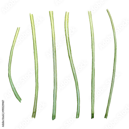Hand drawn watercolor stems of tulips on white background
