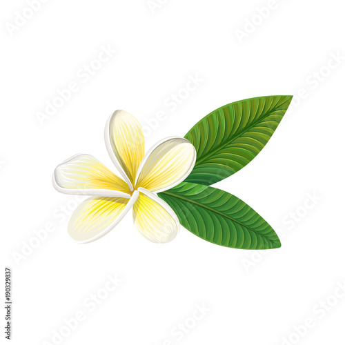 Frangipani flower with leaves vector Illustration