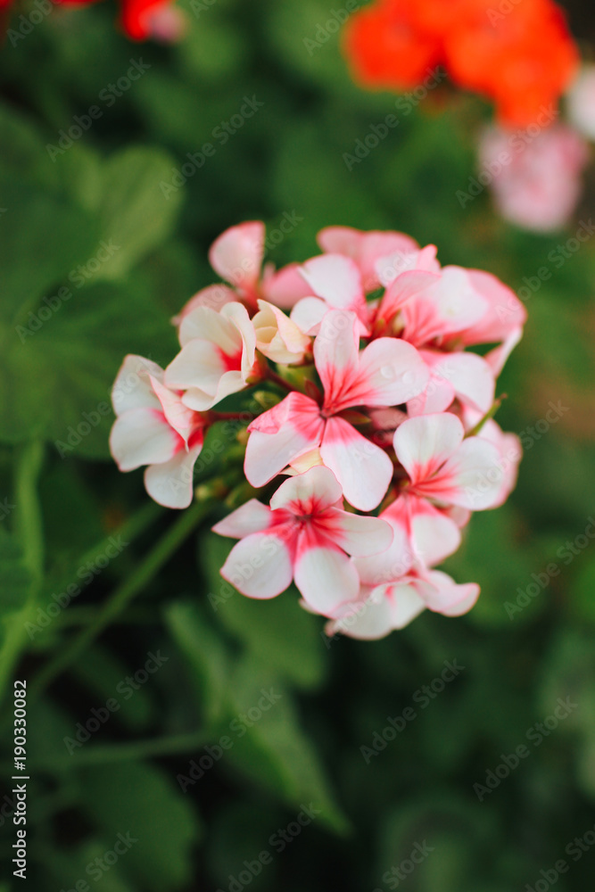 Closeup of white and pink Geranium flower in Garden Closeup of white and pink Geranium flower in Garden