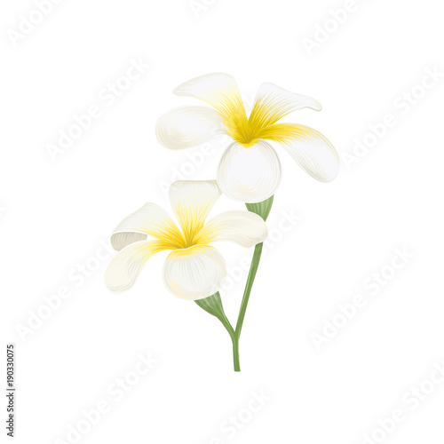 White and yellow plumeria frangipani flowers vector Illustration