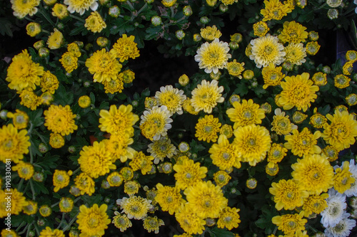 flower yellow 