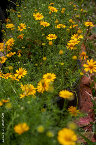 nature flower yellow