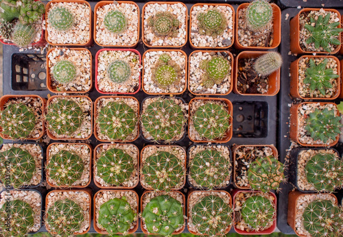 pattern plant backgrounds