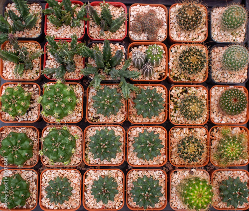 pattern plant backgrounds