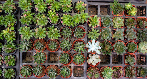 pattern plant backgrounds