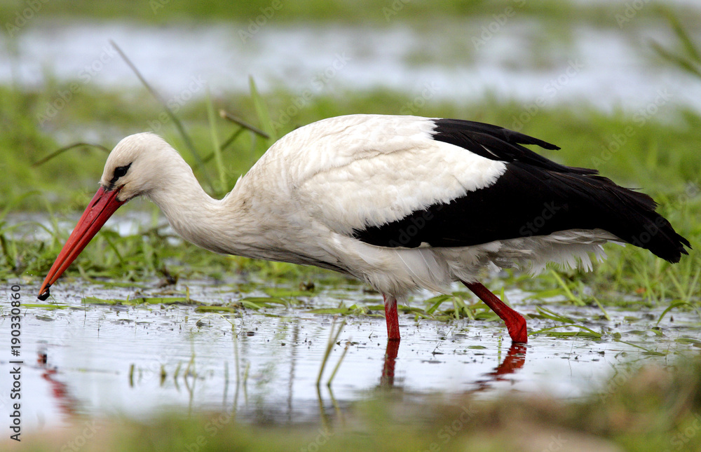 Fototapeta premium Single White Stork bird on grassy wetlands during a spring nesting period
