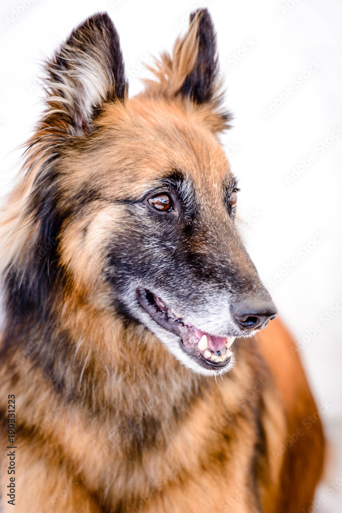 Fototapeta premium Gorgeous Teruven