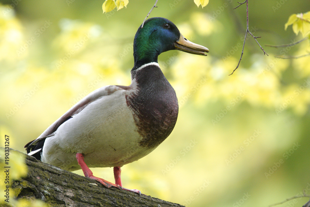 Single male Mallard Duck bird on a tree branch during a spring nesting period