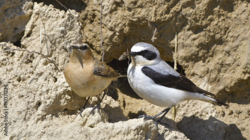 Obraz na plátne Northern wheatear (Oenanthe oenanthe)