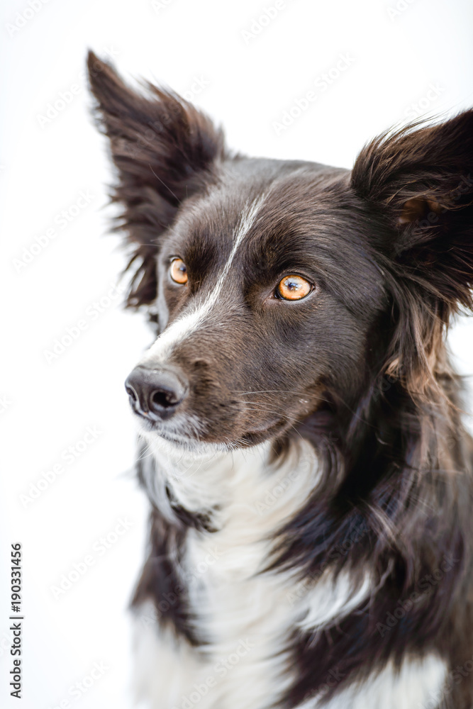 Super Border Collie