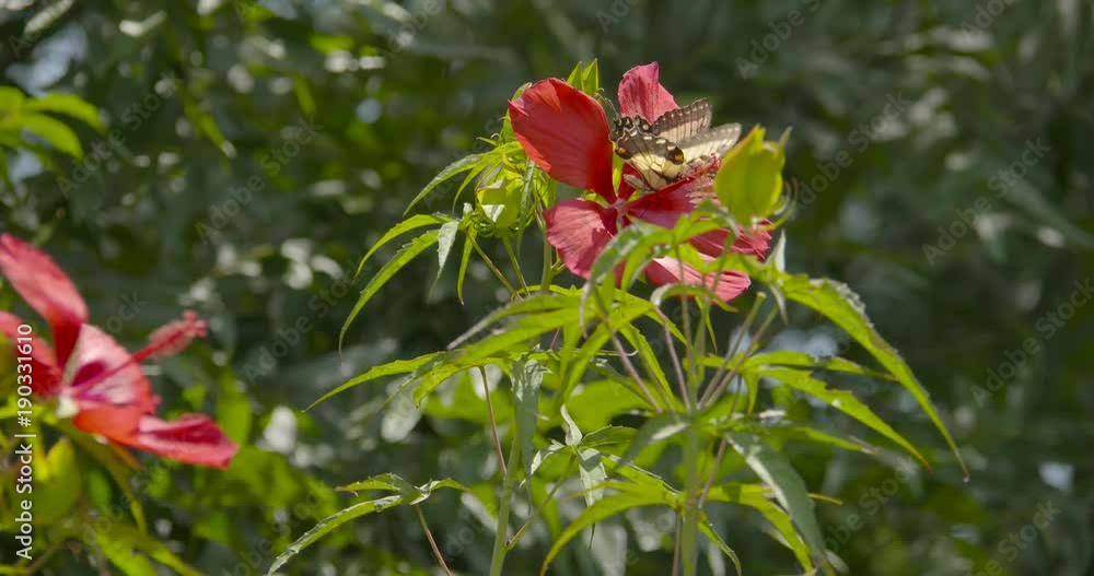 a butterfly on a flower a butterfly on a flower