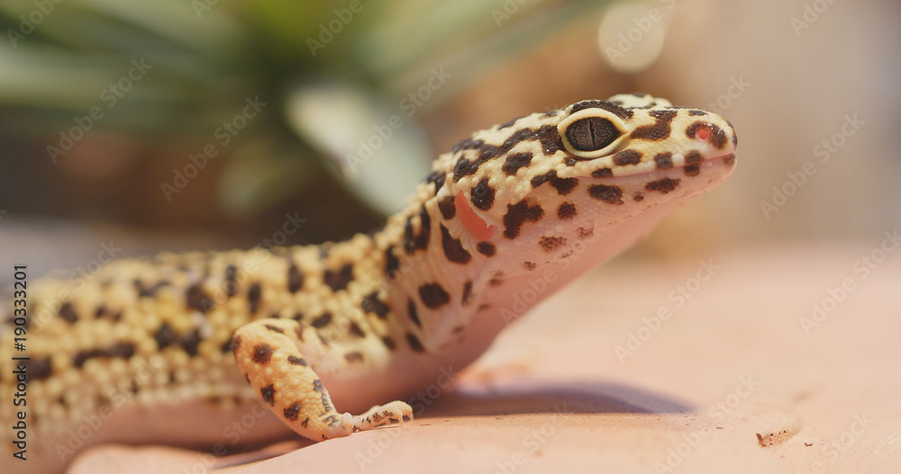 Naklejka premium Yellow and brown spotted leopard Gecko
