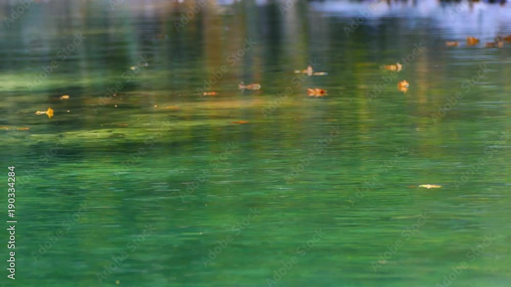 Leaves in water flowing by, UHD Leaves in water flowing by, UHD