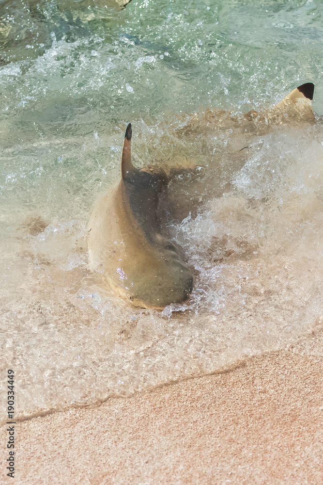 Fototapeta premium Blacktip reef shark, Carcharhinus melanopterus, swimming on the shore and fighting for food 