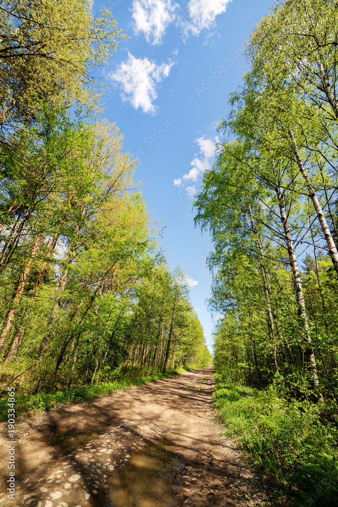 Obraz premium dirt road in a spring forest