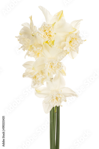 Fototapeta Naklejka Na Ścianę i Meble -  daffodil flower isolated
