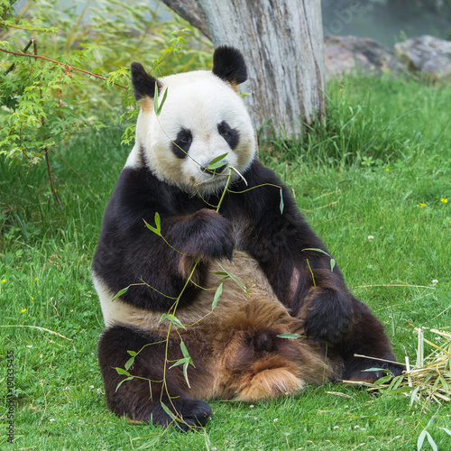 Giant panda  bear panda eating bamboo   