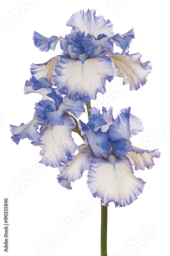 Fototapeta Naklejka Na Ścianę i Meble -  iris flower isolated