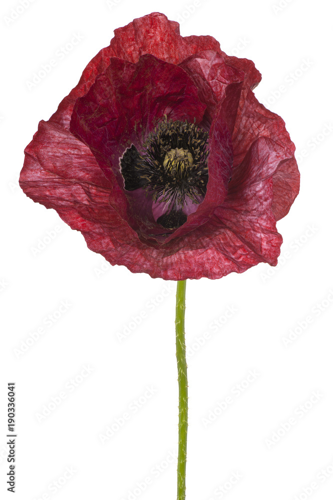 Fototapeta premium poppy flower isolated