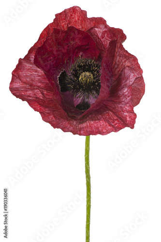 Fototapeta Naklejka Na Ścianę i Meble -  poppy flower isolated