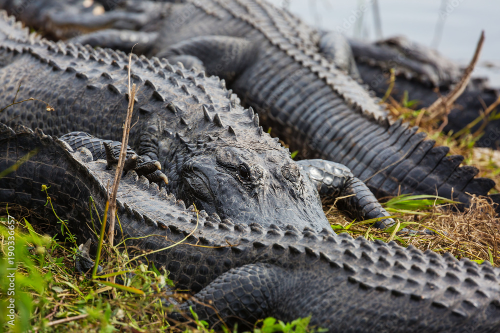 Obraz premium Alligator