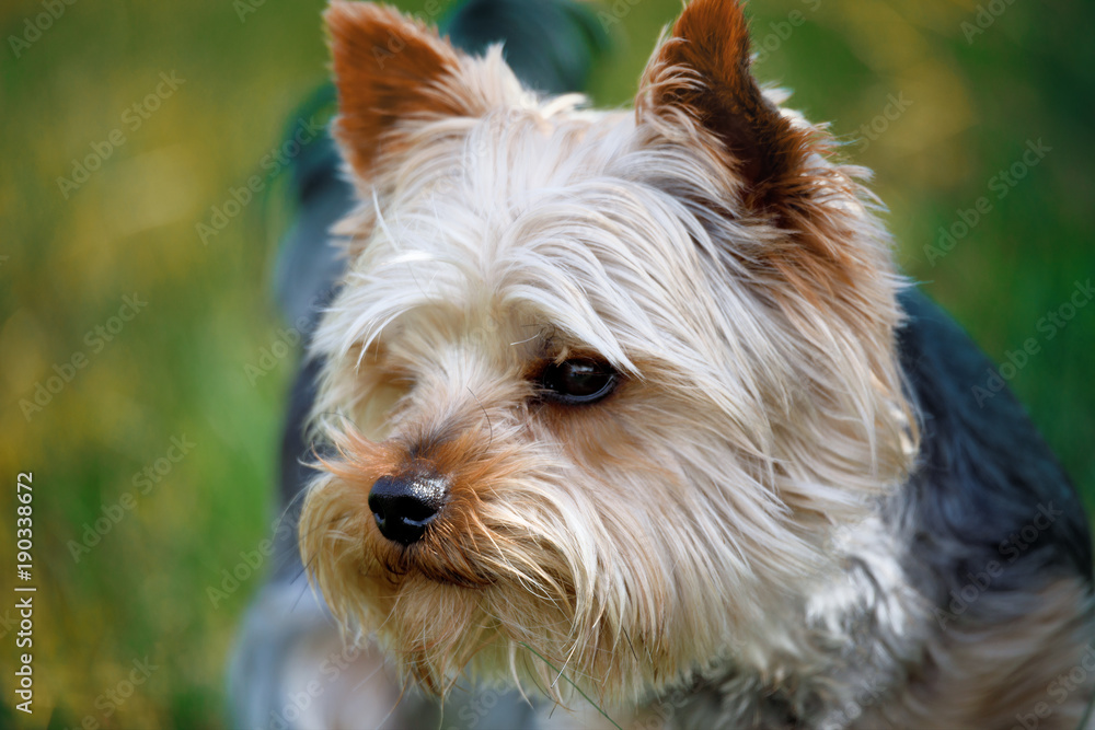 Cute small pet dog yorkshire terrier Cute small pet dog yorkshire terrier