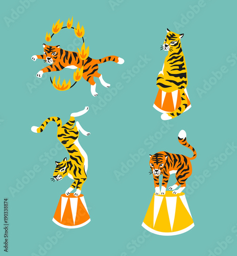 Vector set of cute trained tigers. Circus animal  show. Isolated design elements.