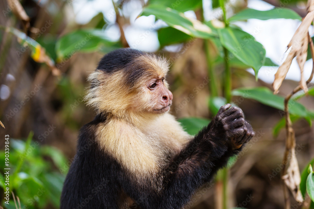 Monkey in Costa Rica Monkey in Costa Rica
