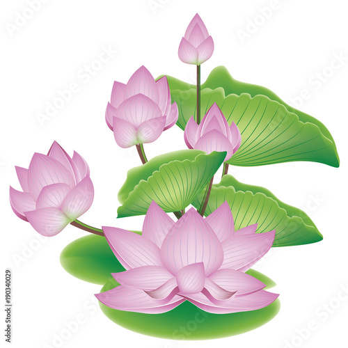 Lotus Flower with Leaves