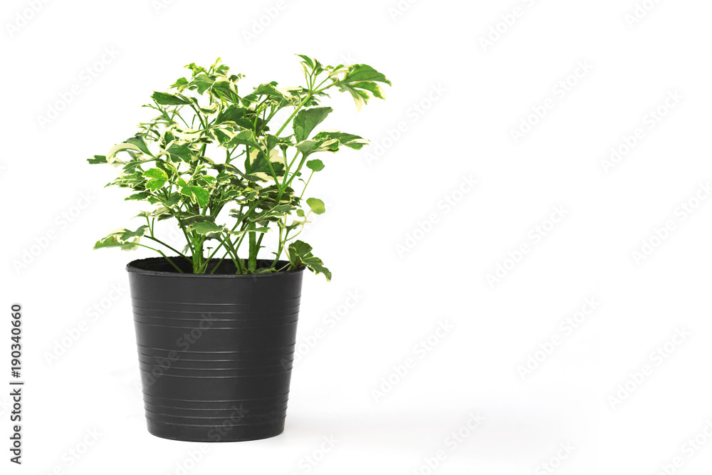 green plant in pot isolate on white background green plant in pot isolate on white background