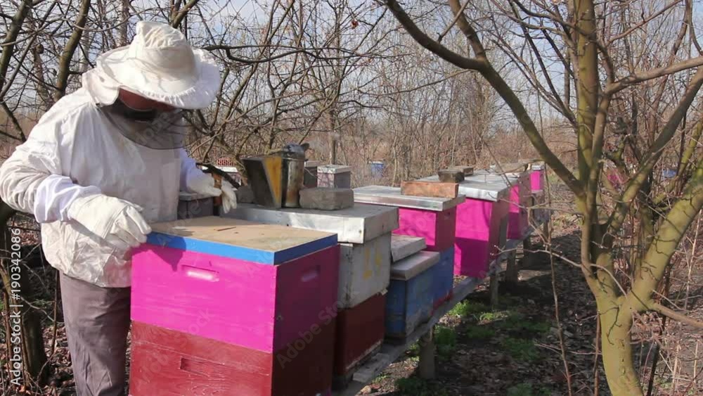 Apiarist is control situation with supplemental feeding with sugar cake in bee colony
Beekeeper is having a spring activity in his apiary, checking sugar cake for feeding bees at early spring.
Apiarist is control situation with supplemental feeding with sugar cake in bee colony
Beekeeper is having a spring activity in his apiary, checking sugar cake for feeding bees at early spring.