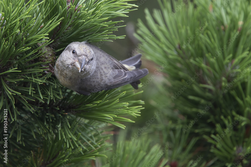 Parrot Crossbill (Loxia pytyopsittacus), female, Shetland, Scotland, UK. Parrot Crossbill (Loxia pytyopsittacus), female, Shetland, Scotland, UK.