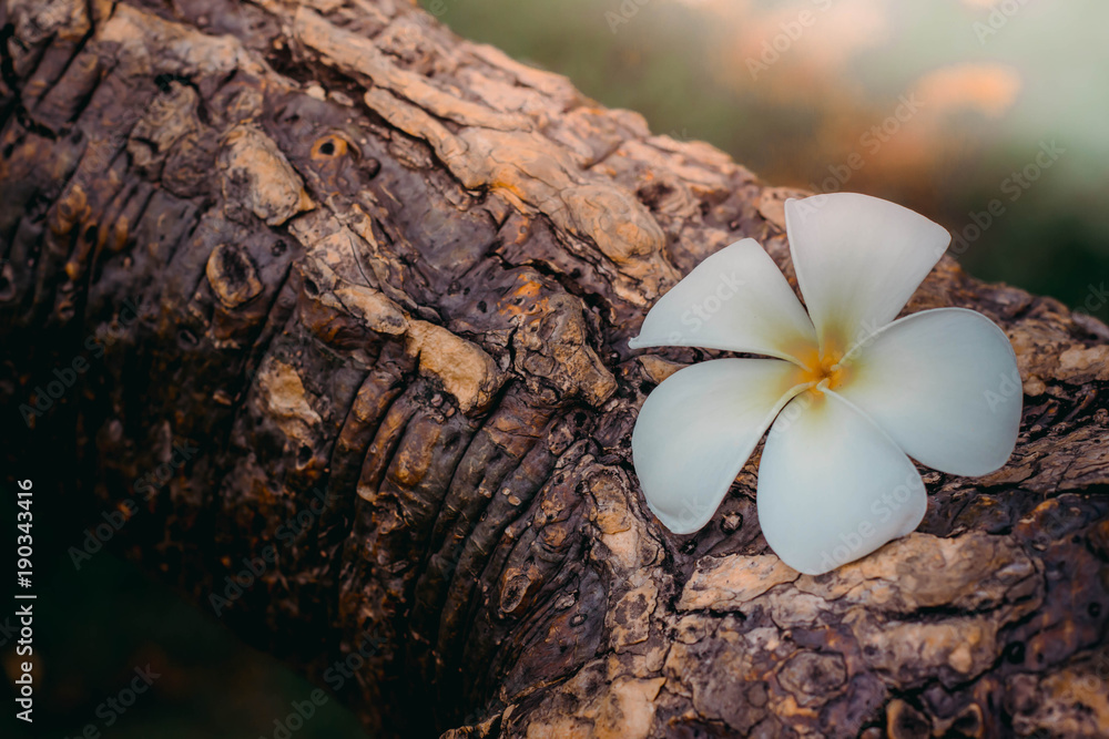 Plumeria (frangipani) flowers are pretty white on a wooden background. Plumeria (frangipani) flowers are pretty white on a wooden background.