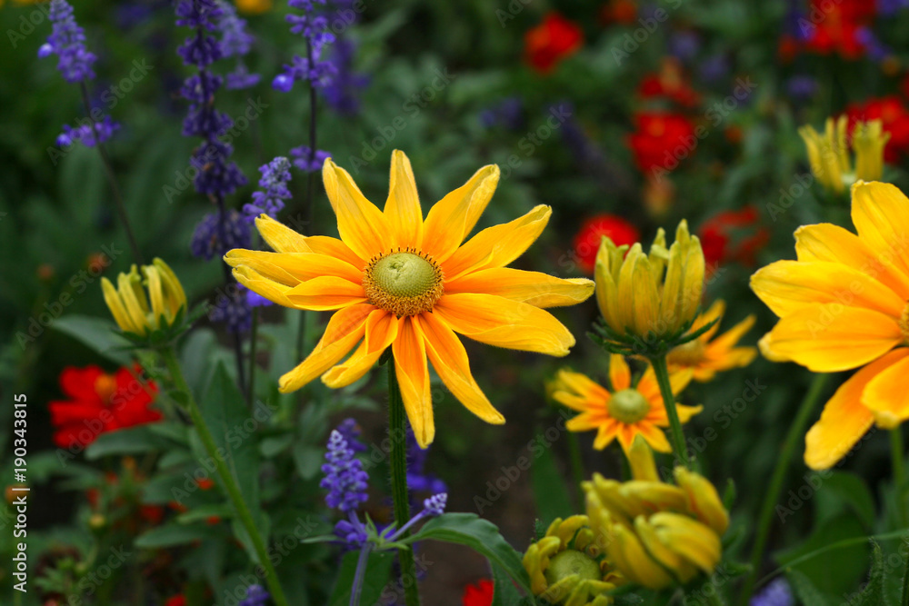 Beautiful rudbeckia yellow flowers, close-up Beautiful rudbeckia yellow flowers, close-up