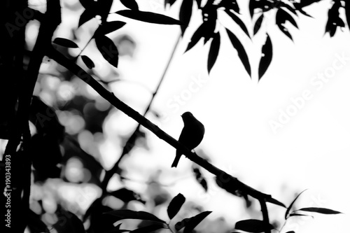 Silhouette abstract lonely bird perched on tree branch