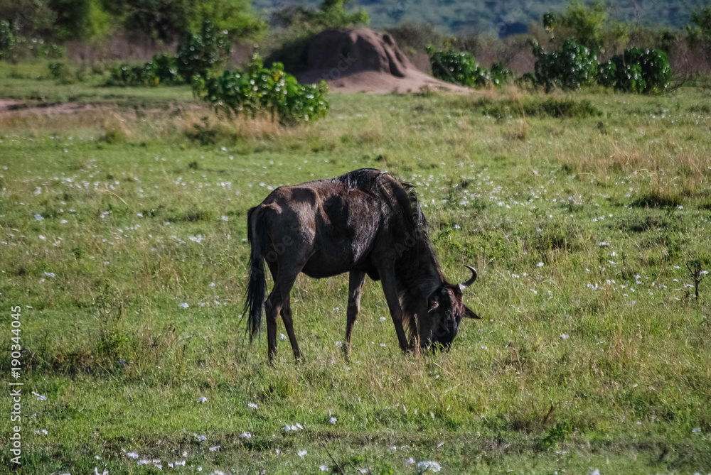 Fototapeta premium Wildebeest Masai Mara Kenya