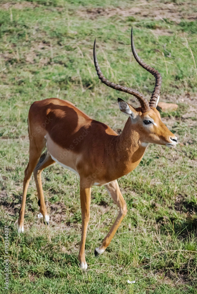 Impala gazelle Masai Mara Kenya Africa Impala gazelle Masai Mara Kenya Africa