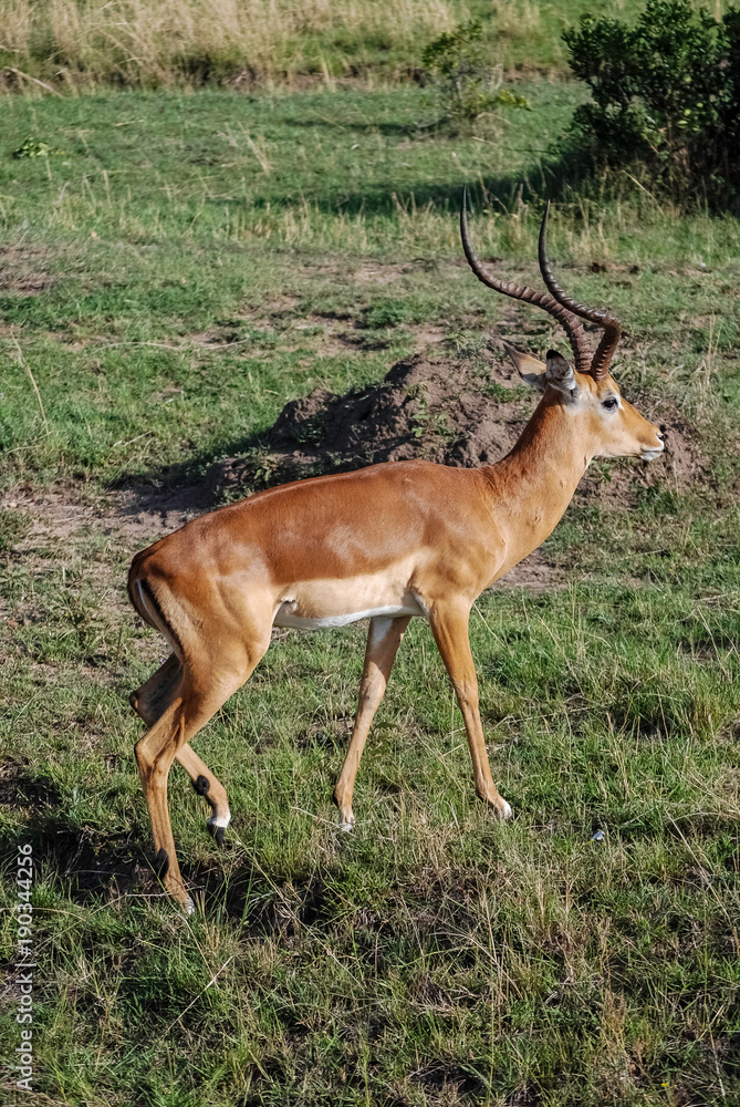 Impala gazelle Masai Mara Kenya Africa Impala gazelle Masai Mara Kenya Africa