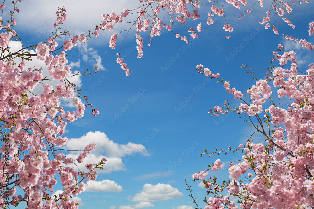 Fototapeta premium różowe kwitnące drzewa wiśniowe, widok z dołu na niebie