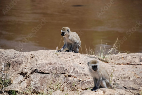 Vervet monkey Masai Mara national park Kenya