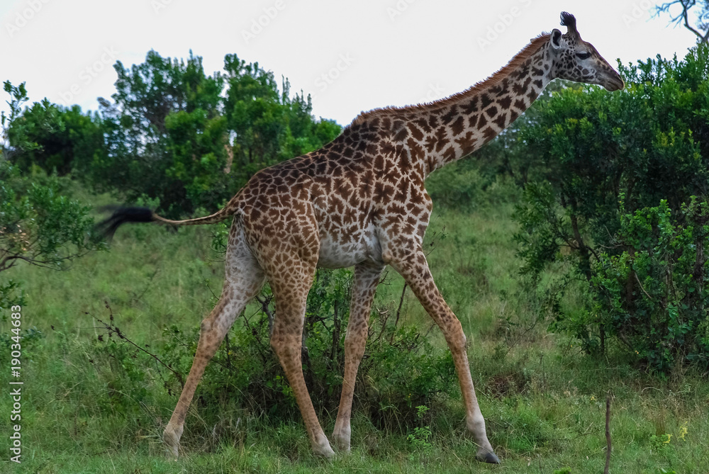 Obraz premium Giraffe Masai Mara National Park Kenya