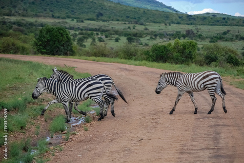 Zebras Masai Mara Kenya Africa